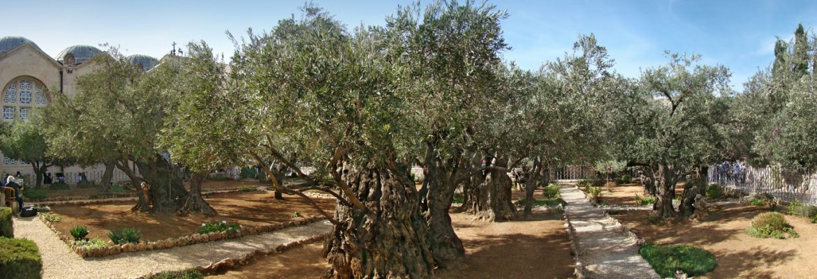 Gethsemane, Jerusalem, Israel