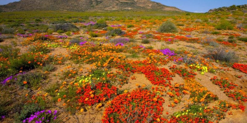 Namaqualand, South Africa