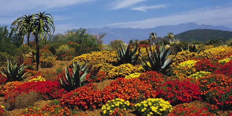 Cape Floral Region Protected Areas
