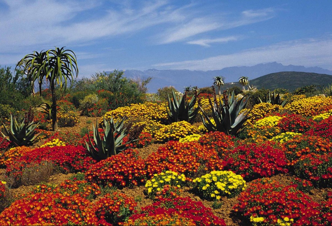 Cape Floral Region Protected Areas – GibSpain