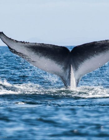 Whale Watching Tarifa